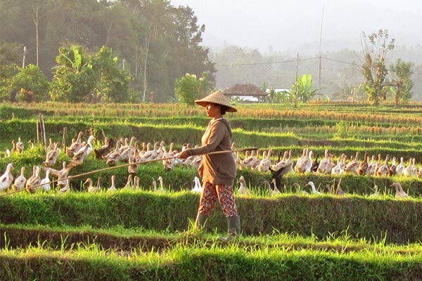 Bug-eating ducks happily fertilizing the rice terraces.