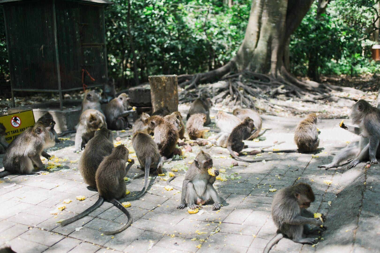 Group of macaques in Monkey Forest, Ubud.