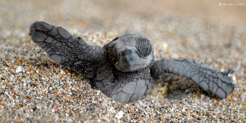 Pet cute Turtle babies - Things to do Around Sanur