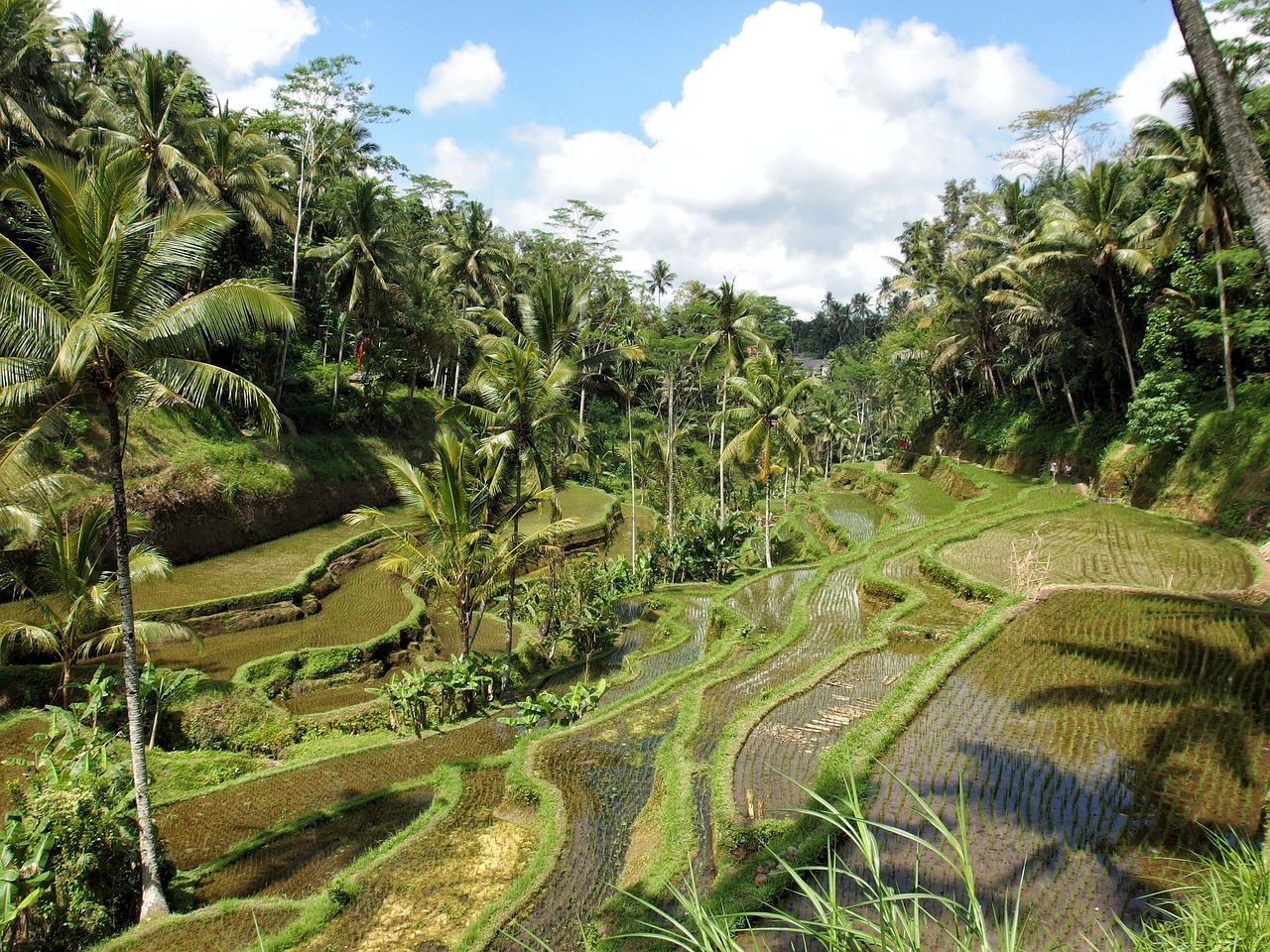 Famous Tegallalang Rice Terraces